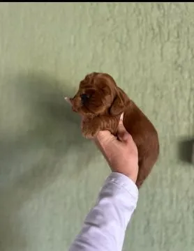 46 Cockapoo piękne szczenięta dostępne na sprzedaż, Mazowieckie, Warszawa