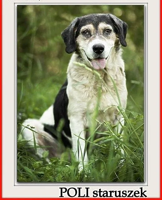 Średni 15 kg, łagodny, towarzyski, przyjazny,szczepiony,staruszek POLI.Adopcja, dolnośląskie Wrocław,