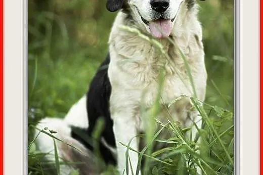 Średni 15 kg, łagodny, towarzyski, przyjazny,szczepiony,staruszek POLI.Adopcja,  dolnośląskie Wrocław, 
