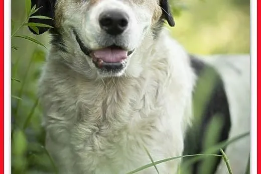 Średni 15 kg, łagodny, towarzyski, przyjazny,szczepiony,staruszek POLI.Adopcja,  dolnośląskie Wrocław, 