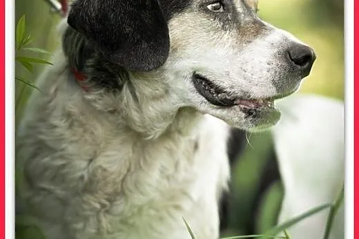 Średni 15 kg, łagodny, towarzyski, przyjazny,szczepiony,staruszek POLI.Adopcja,  dolnośląskie Wrocław, 