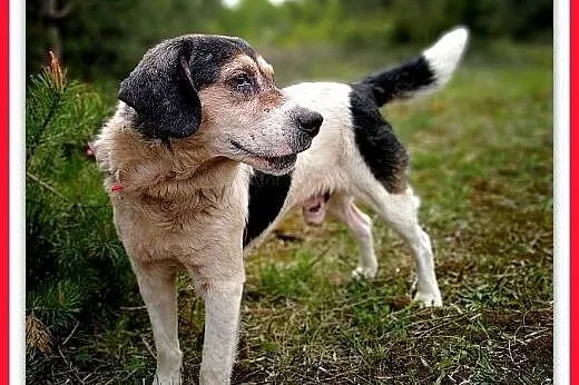 Średni 15 kg, łagodny, towarzyski, przyjazny,szczepiony,staruszek POLI.Adopcja,  dolnośląskie Wrocław, 
