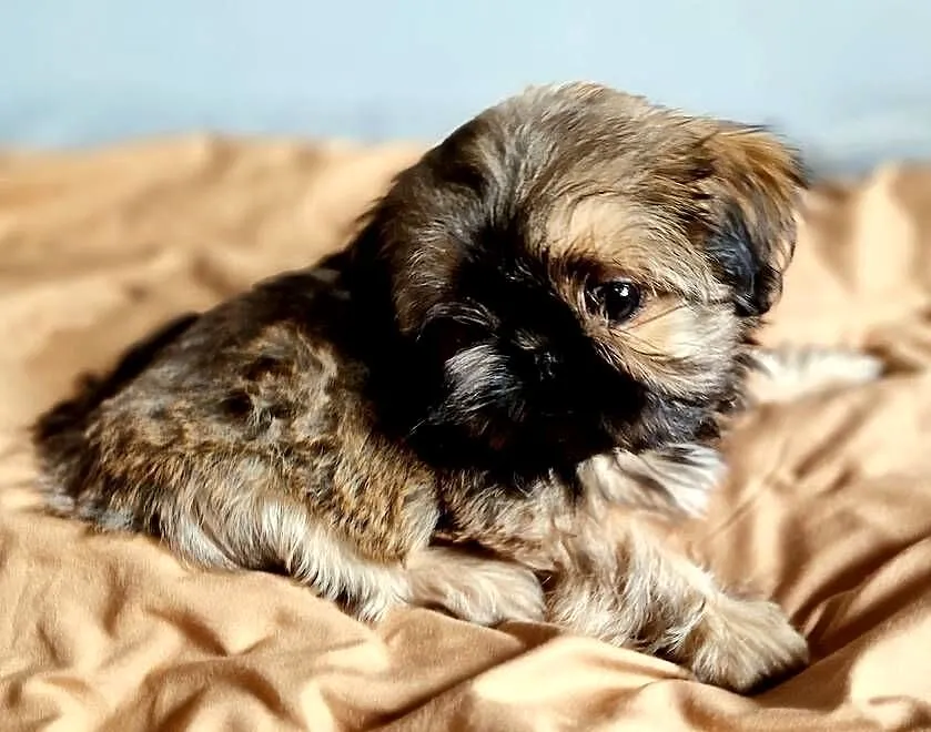 Yoko suczka Shih Tzu - złota z czarną maską, szuka swojego człowieka, Mazowieckie, Płock