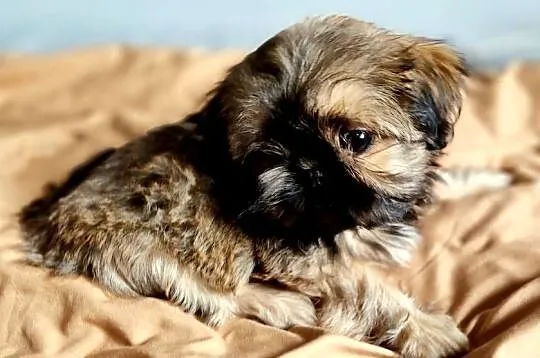 Yoko suczka Shih Tzu - złota z czarną maską, szuka swojego człowieka, Mazowieckie, Płock