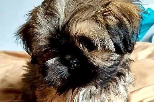 Yoko suczka Shih Tzu - złota z czarną maską, szuka swojego człowieka, Mazowieckie, Płock