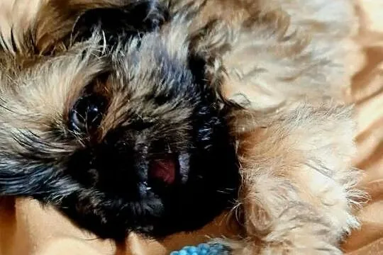 Yoko suczka Shih Tzu - złota z czarną maską, szuka swojego człowieka, Mazowieckie, Płock
