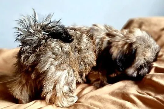 Yoko suczka Shih Tzu - złota z czarną maską, szuka swojego człowieka, Mazowieckie, Płock