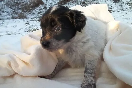 Łatka, suczka - szczeniak do adopcji