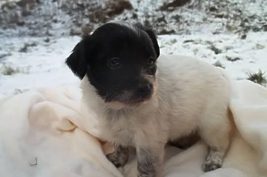 Łatka, suczka - szczeniak do adopcji