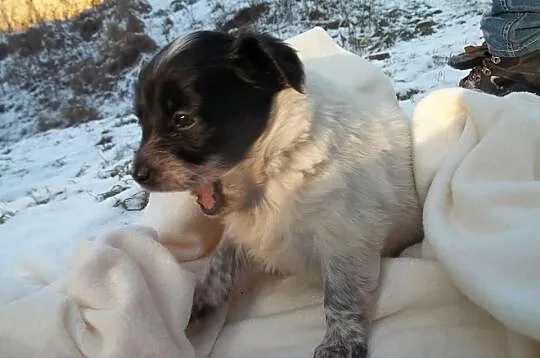 Łatka, suczka - szczeniak do adopcji