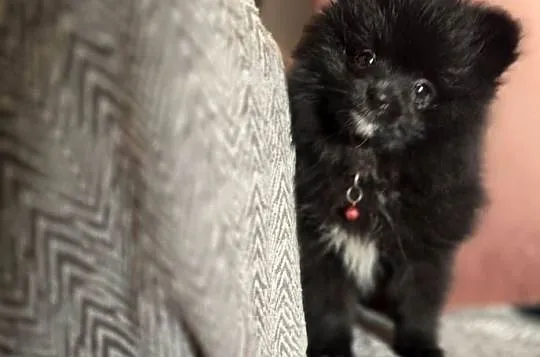 Pomeranian szpic miniaturowy