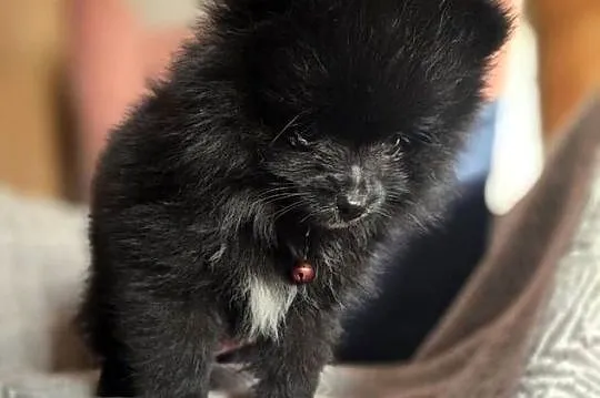 Pomeranian szpic miniaturowy, Małopolskie, Tarnów