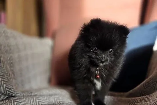 Pomeranian szpic miniaturowy, Małopolskie, Tarnów