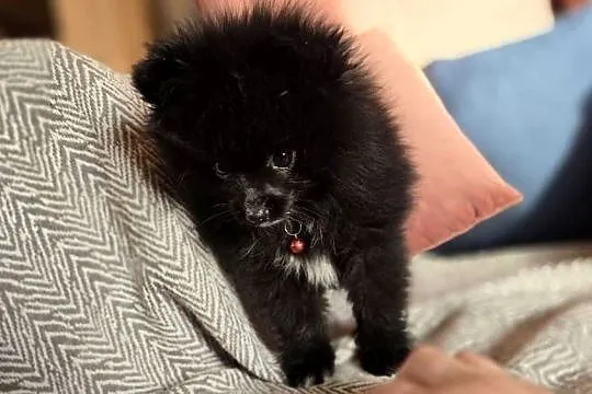 Pomeranian szpic miniaturowy, Małopolskie, Tarnów