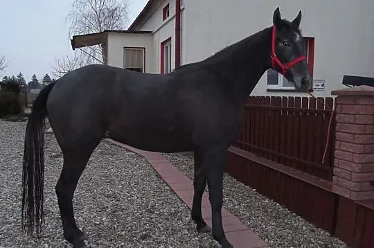 SPRZEDAM LUB KUPIĘ DO PARY CYMES 169 cm 3 lata, za