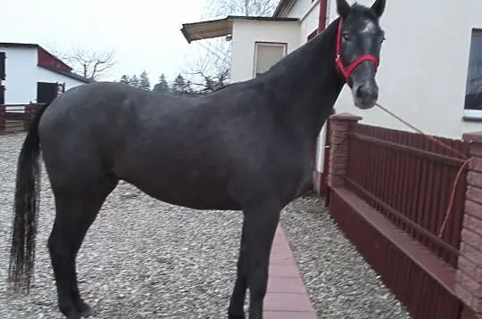 SPRZEDAM LUB KUPIĘ DO PARY CYMES 169 cm 3 lata, za