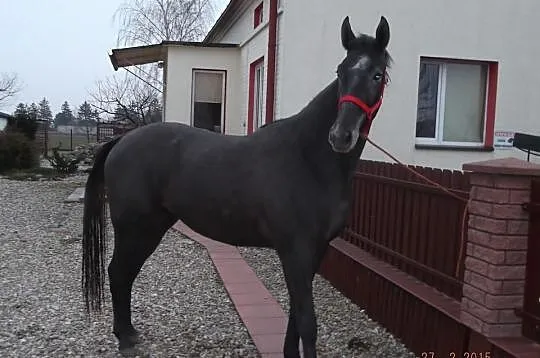 SPRZEDAM LUB KUPIĘ DO PARY CYMES 169 cm 3 lata, za