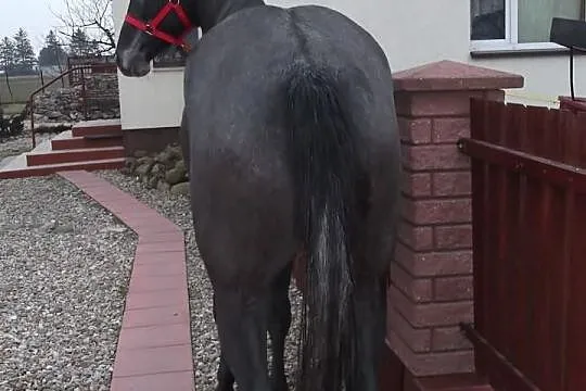 SPRZEDAM LUB KUPIĘ DO PARY CYMES 169 cm 3 lata, za
