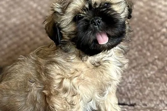 Szczenięta shih tzu