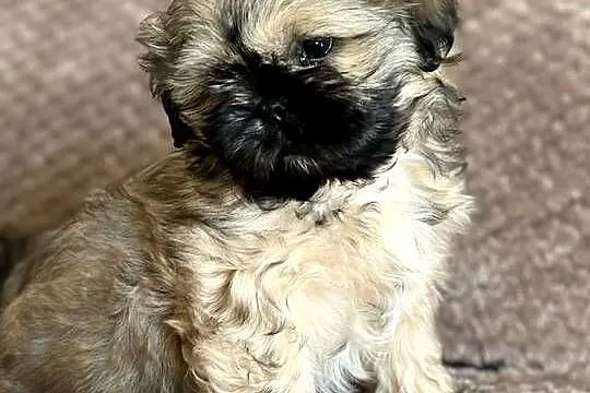 Szczenięta shih tzu, Dolnośląskie, Korzeńsko