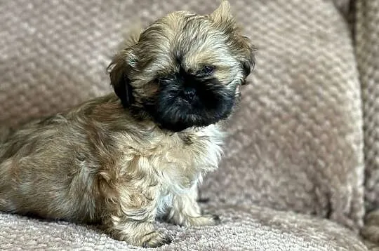 Szczenięta shih tzu, Dolnośląskie, Korzeńsko