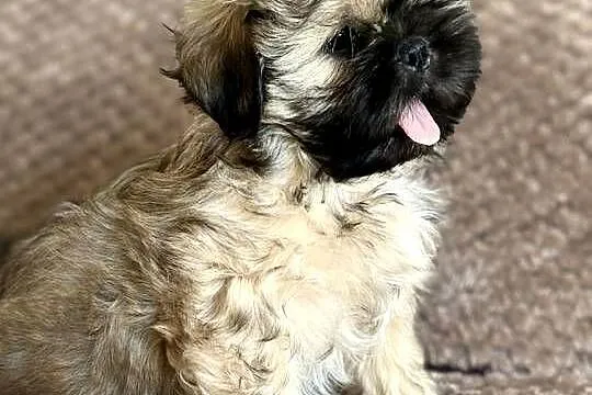 Szczenięta shih tzu, Dolnośląskie, Korzeńsko