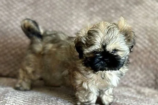 Szczenięta shih tzu, Dolnośląskie, Korzeńsko
