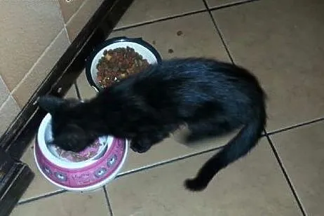 Śliczna czarna koteczka do oddania w dobre ręce!, 