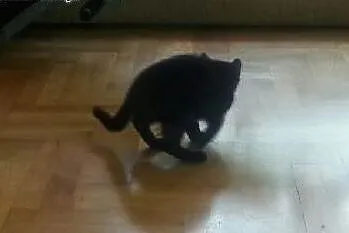 Śliczna czarna koteczka do oddania w dobre ręce!, 
