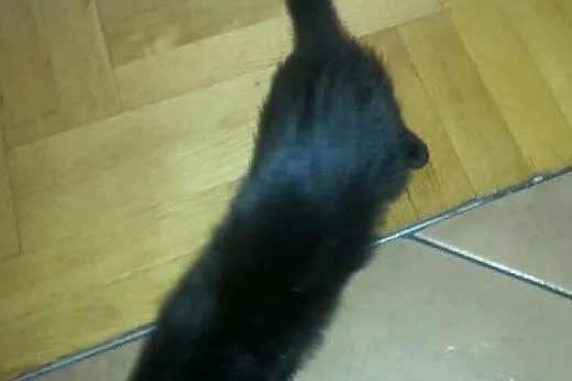 Śliczna czarna koteczka do oddania w dobre ręce!, 