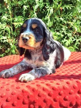 Cocker spaniel angielski – szczenięta z dobrej, utytułowanej linii, , Kowal