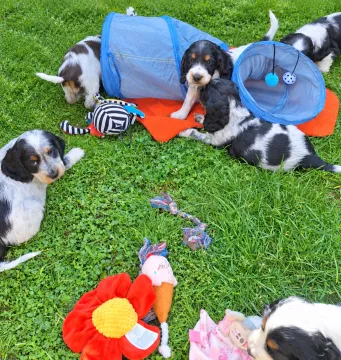 Cocker spaniel angielski – szczenięta z dobrej, utytułowanej linii, , Kowal