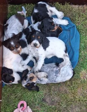 Cocker spaniel angielski – szczenięta z dobrej, utytułowanej linii, , Kowal