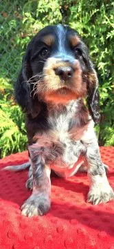 Cocker spaniel angielski – szczenięta z dobrej, utytułowanej linii, , Kowal