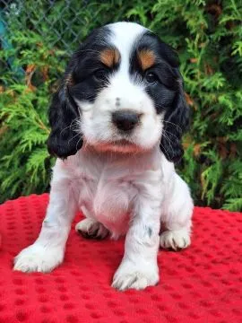 Cocker spaniel angielski – szczenięta z dobrej, utytułowanej linii, , Kowal