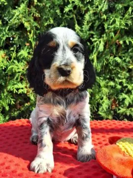Cocker spaniel angielski – szczenięta z dobrej, utytułowanej linii, , Kowal