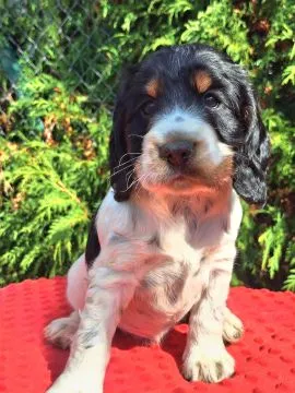 Cocker spaniel angielski – szczenięta z dobrej, utytułowanej linii, , Kowal