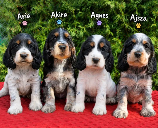 Cocker spaniel angielski – szczenięta z dobrej, utytułowanej linii
