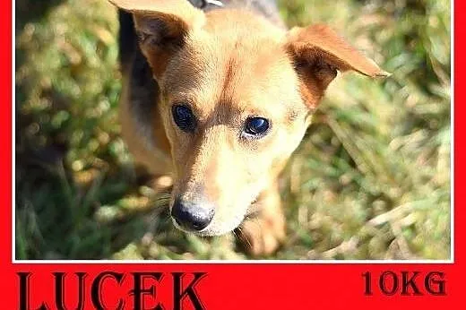 10kg,krótkie łapki,delikatny,łagodny,spokojny piesek LUCEK.Adopcja,  małopolskie Kraków