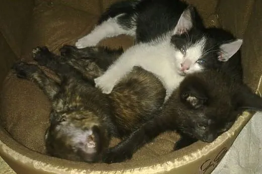 Trzy kotki szukają domu,  lubelskie Biała Podlaska