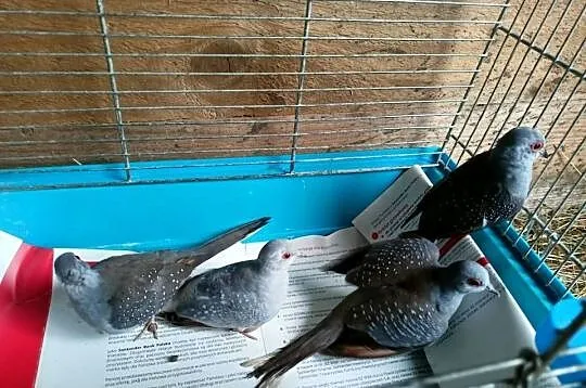 Sprzedam gołąbki diamentowe, Wielkopolskie, Turek