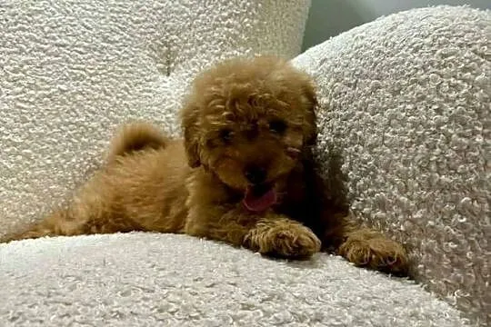 Odchowany synek Maltipoo Maltanczyk & Pudel Toy Mega Wyprawka Metryka