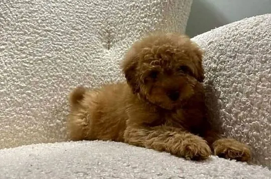 Odchowany synek Maltipoo Maltanczyk & Pudel Toy Mega Wyprawka Metryka, Mazowieckie, Warszawa