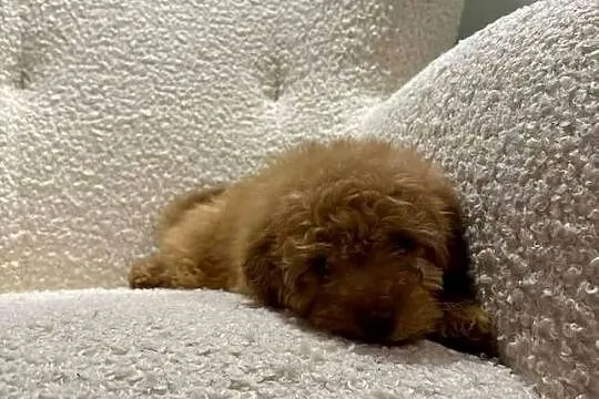 Odchowany synek Maltipoo Maltanczyk & Pudel Toy Mega Wyprawka Metryka, Mazowieckie, Warszawa