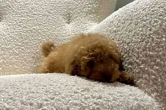 Odchowany synek Maltipoo Maltanczyk & Pudel Toy Mega Wyprawka Metryka, Mazowieckie, Warszawa