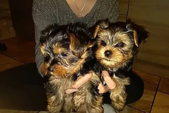 Yorkshire Terrier, , Wrocław