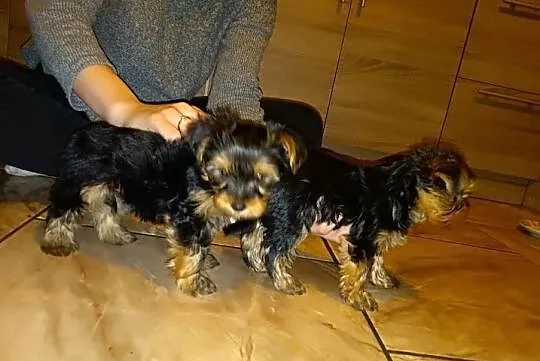Yorkshire Terrier, , Wrocław