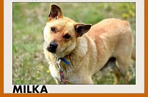 MILKA,średnia,przyjazna,wesoła suczka biszkoptoa.A