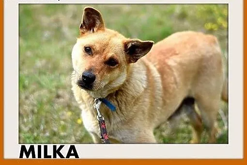 MILKA,średnia,przyjazna,wesoła suczka biszkoptoa.A