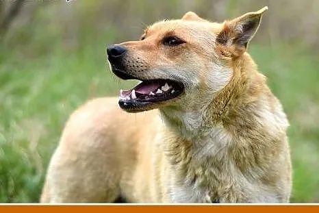 MILKA,średnia,przyjazna,wesoła suczka biszkoptoa.A
